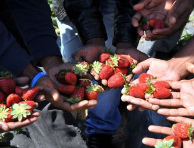 Πειραιάς: Δέσμευση 2 τόνων φράουλαςαγνώστου προελεύσεως